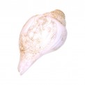 Himalayan Conch Horn 1