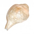 Himalayan Conch Horn 3