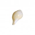 Indian Conch - Small