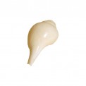 Indian Conch - Medium