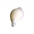 Nepalese Carved Conch