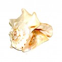 Pacific Conch - Medium