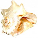 Pacific Conch - Large