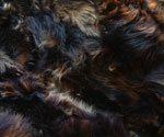 Toscana Sheepskin Throw - Style 4