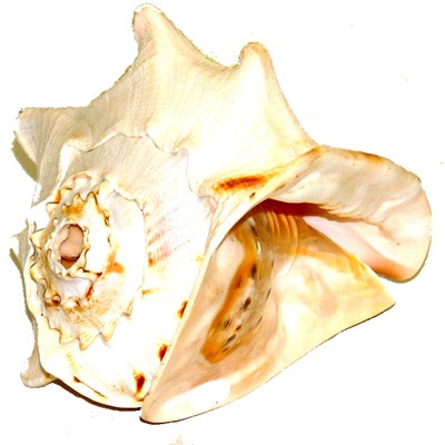 Pacific Conch - Large