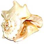 Pacific Conch - Large
