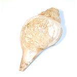 Himalayan Conch Horn 2