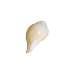 Indian Conch - Small
