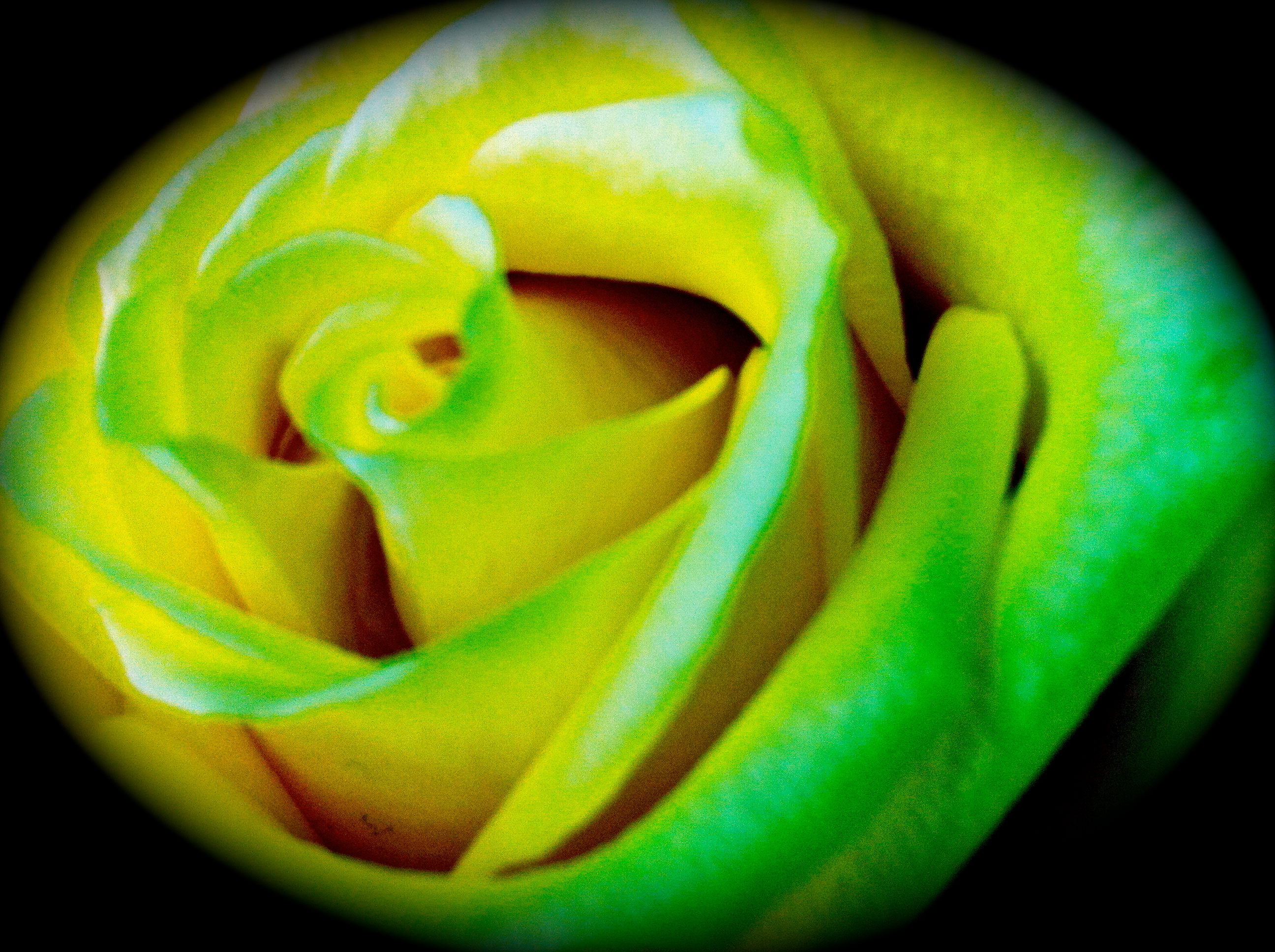 Garden of Roses - 