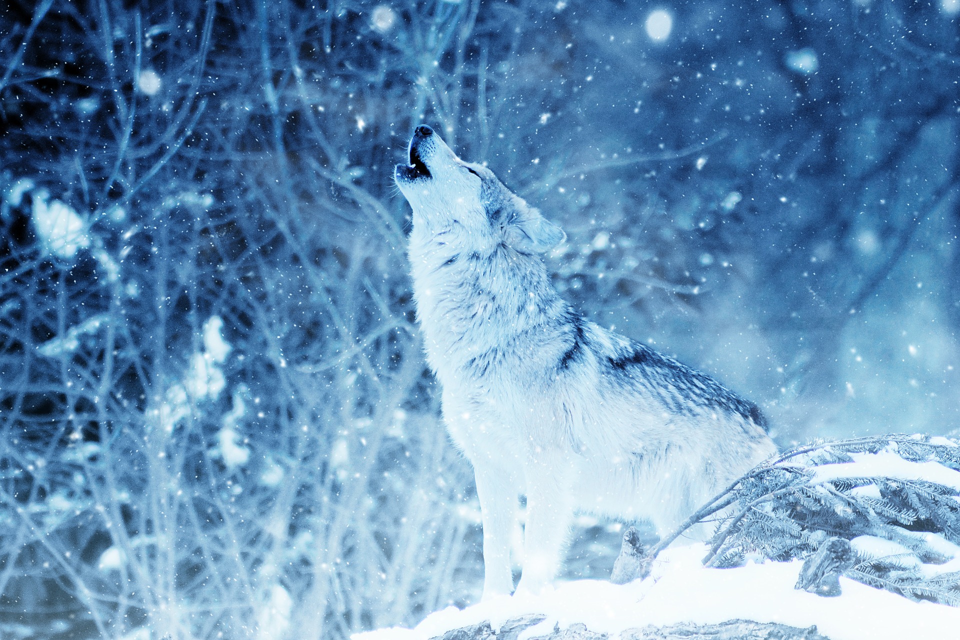 CORNWALL - WINTER SOLSTICE CHANT