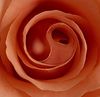 Garden of Roses - Petals of Yin and Yang