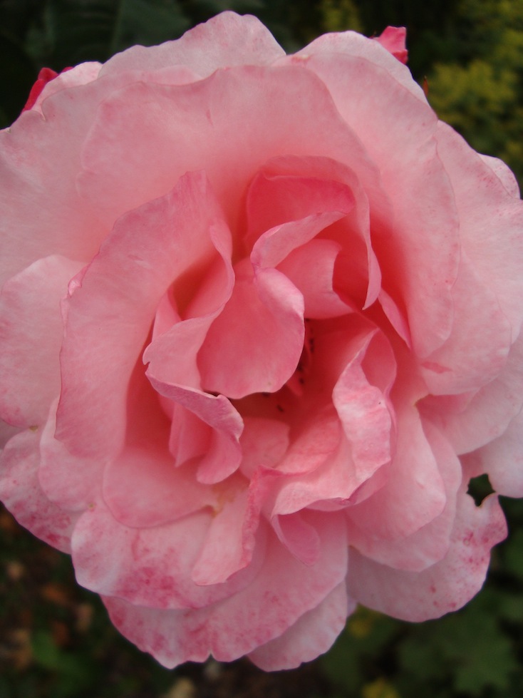 The Garden of Roses - Songs of the Heart