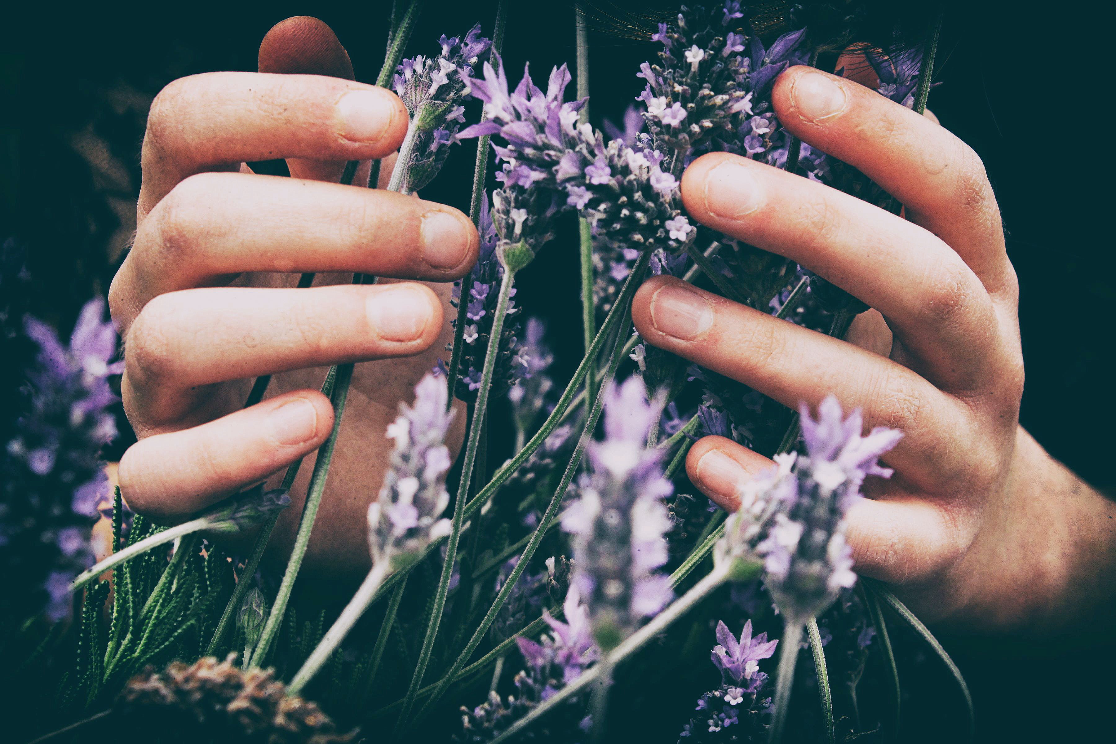 Essential Oils from the Garden [online]