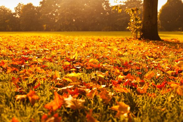 GLOUCESTERSHIRE - Reweaving the Web of Life - a retreat day