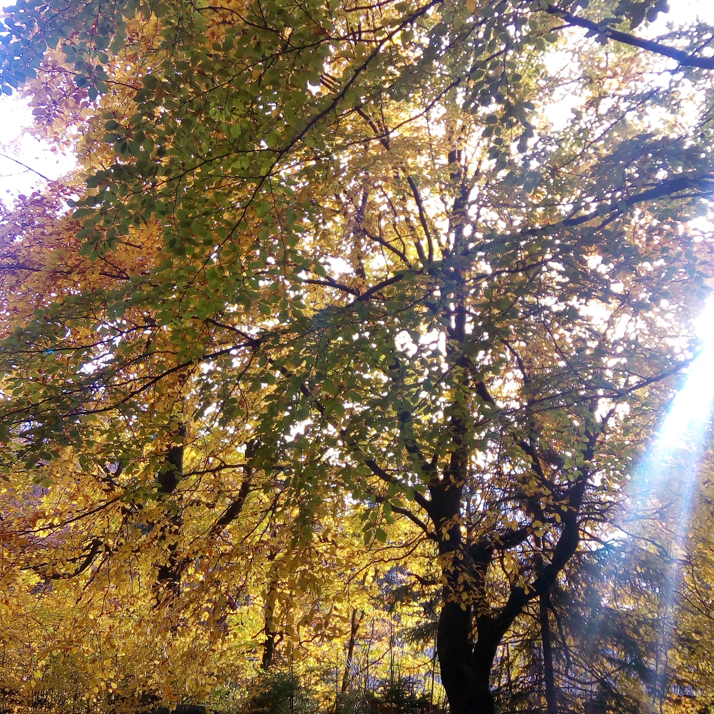 ONLINE - Creating Imagery & Sound Journeys part 2 - ONLINE seminar - Discover th