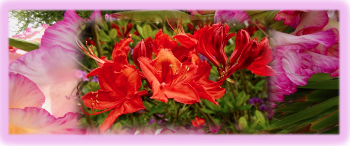 DEVON - Blossoming in May Retreat Day with Tree Blessing Ceremony