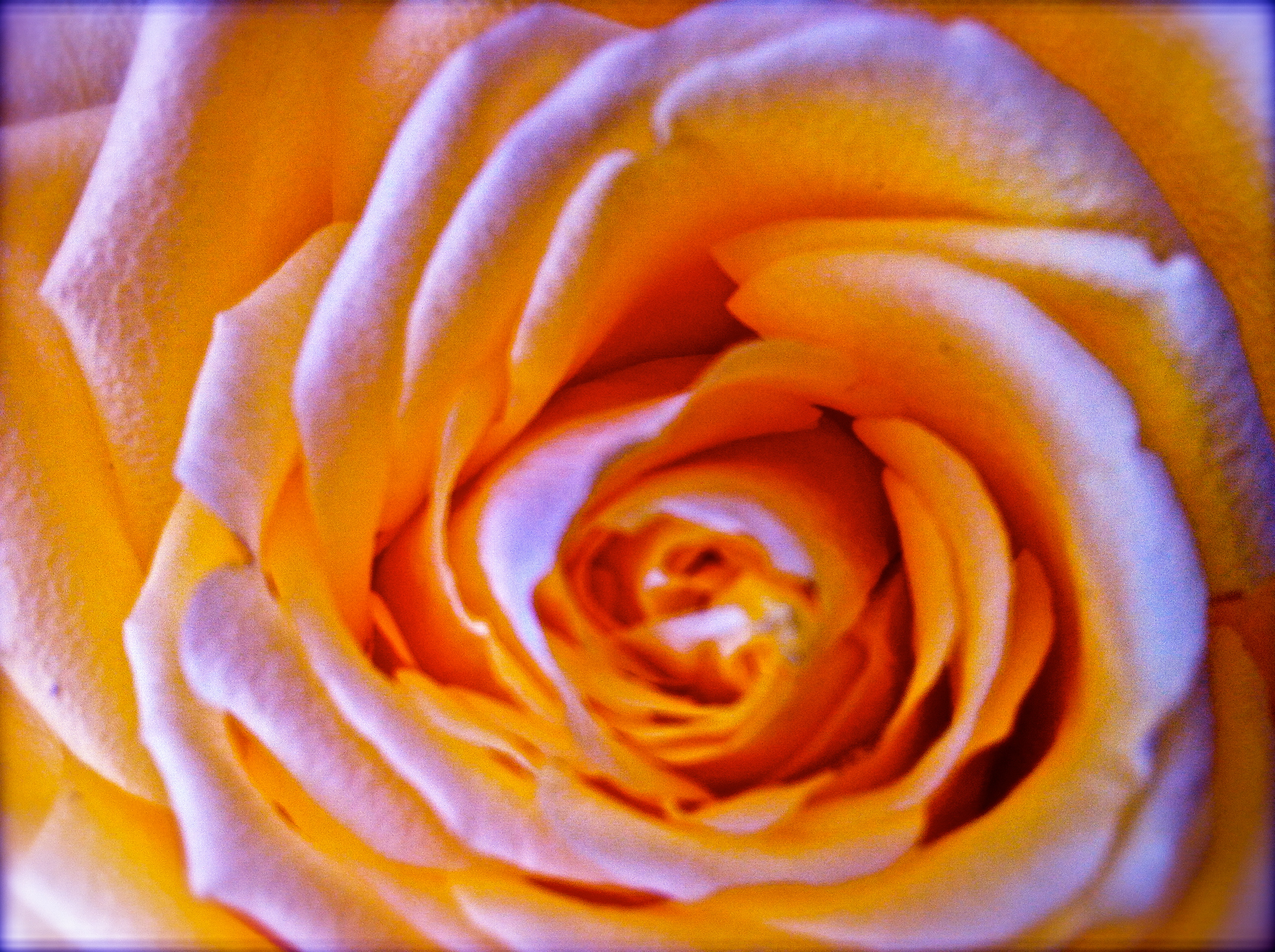 Garden of Roses - Heart Healing