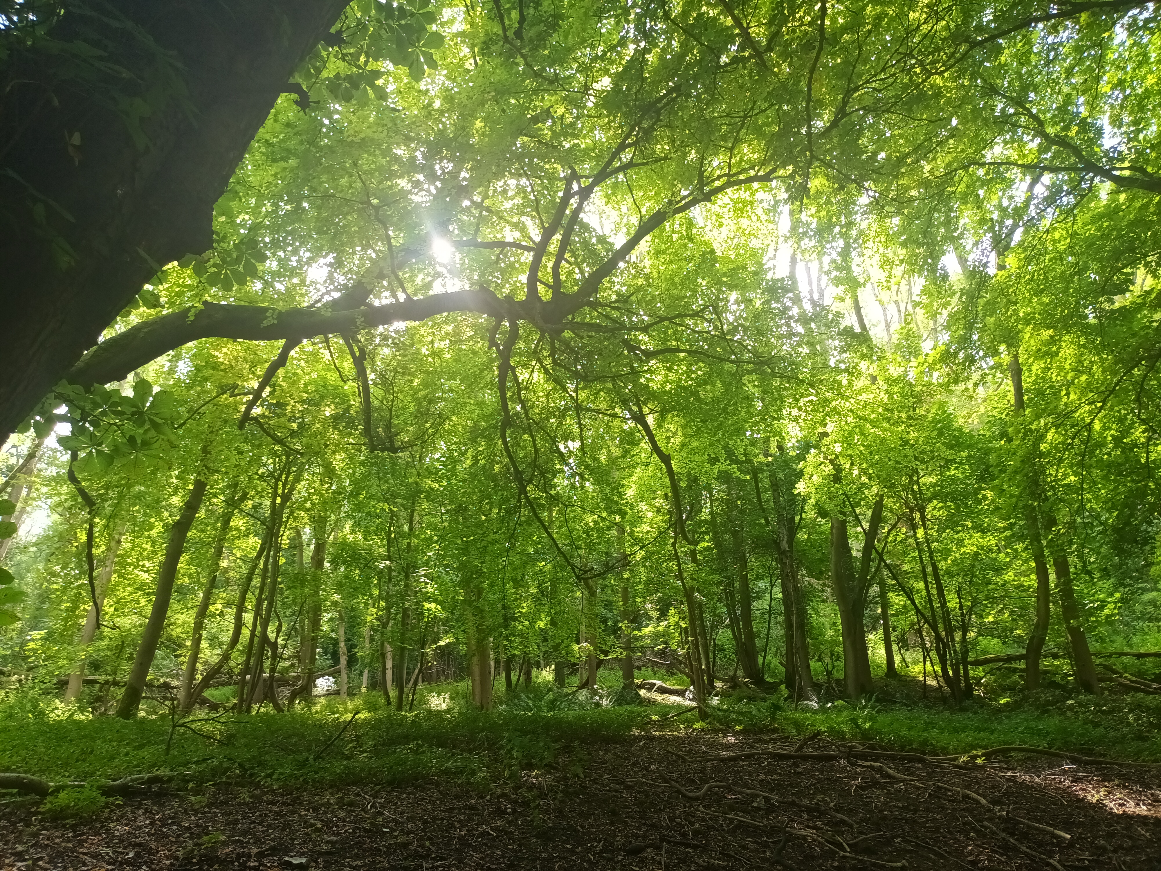 LONDON - Wildish Singing woodland nature & campfire session Sept