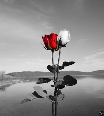 The Garden of Roses - Victorious Valentines 