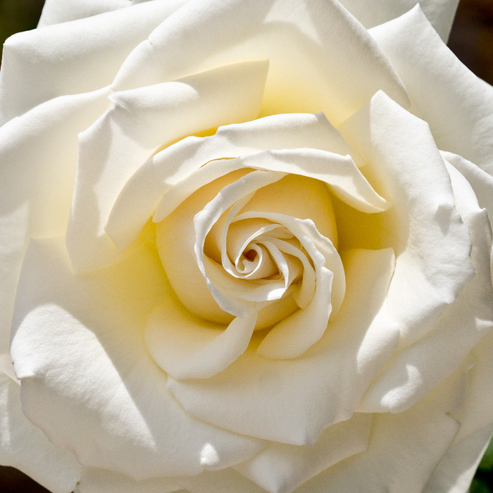 Garden of Roses - Light Petals