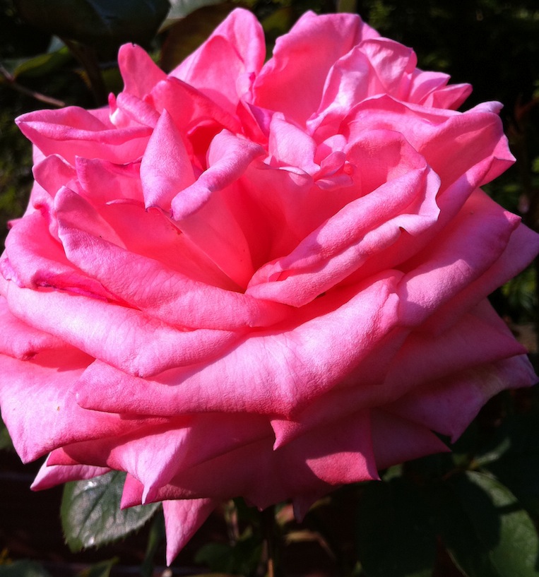 The Garden of Roses - 