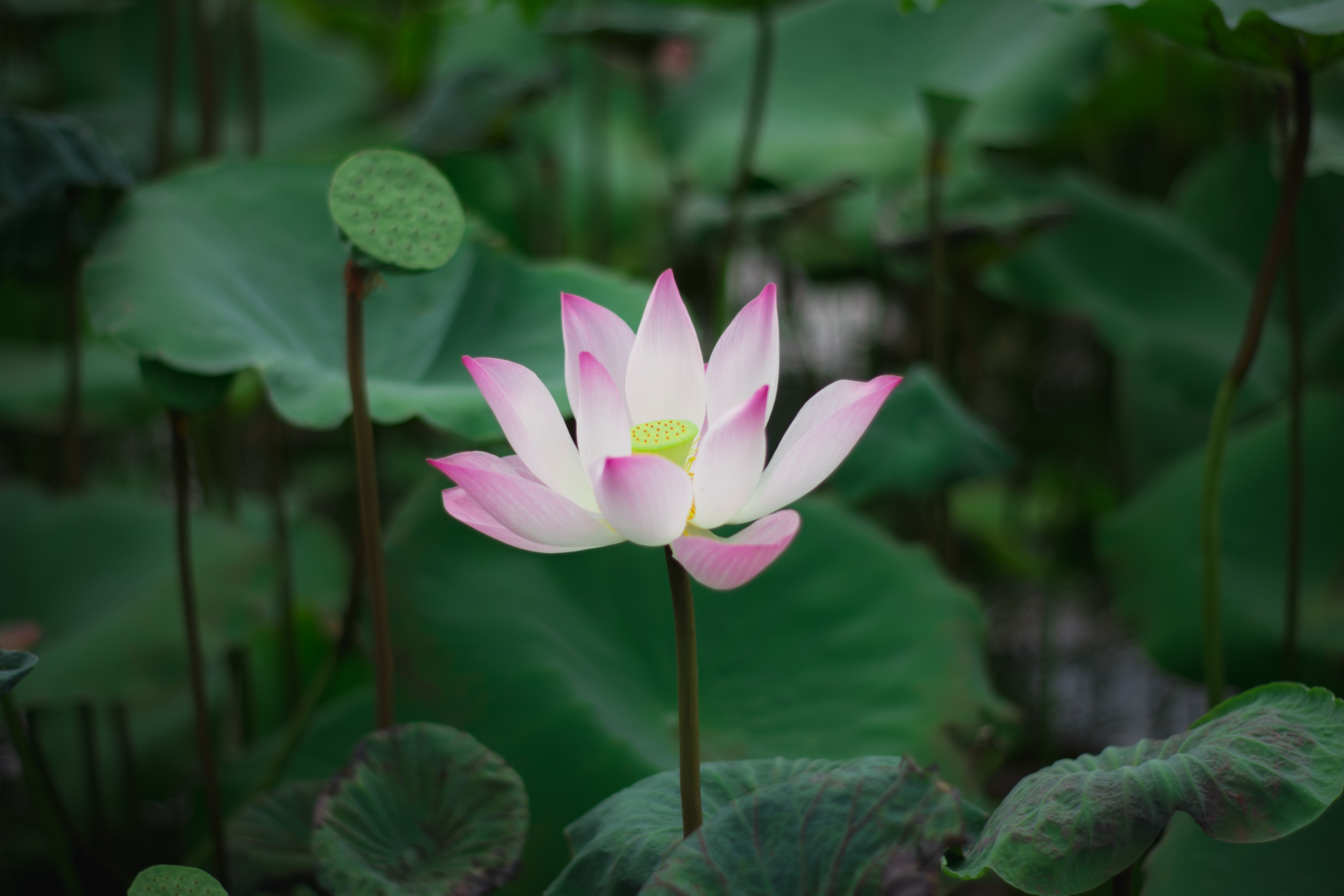 BICESTER - Chanting, Meditation & Yoga Nidra
