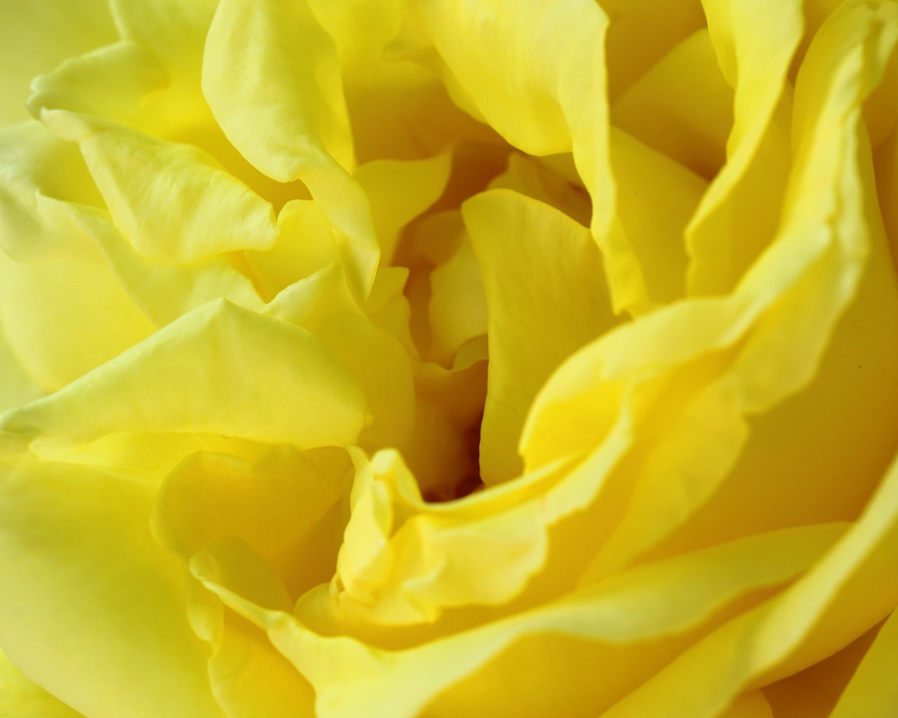 The Garden of Roses  -Poetic Song Petals