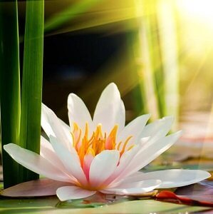 GLOUCESTERSHIRE - Essence - Alive, Awake, Open