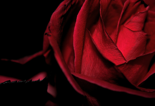 Garden of Roses - Mystical Unfolding