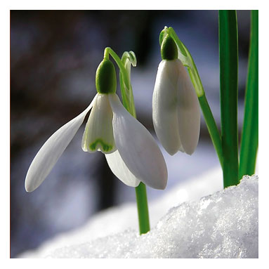 Imbolc Ceremonial Sound Journey