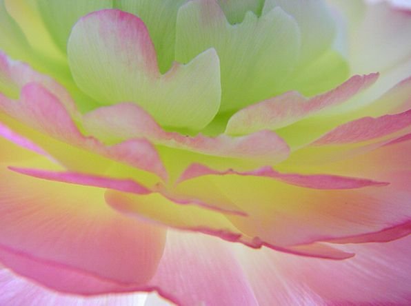 Garden of Roses - May Blossoms