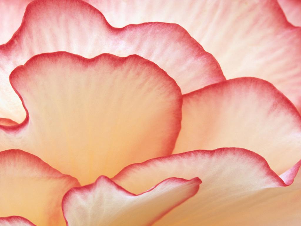 The Garden of Roses - Layers of Love