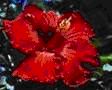 Joyful Loving How You Can Live Awakened Intimacy