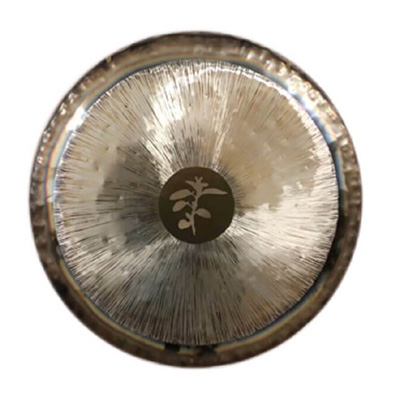 Gongland Gong Wisdom 54 cm / 21"