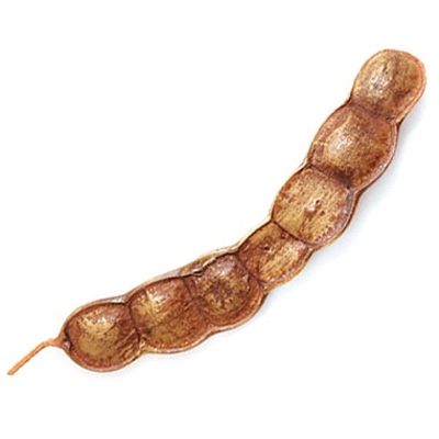 Giant Seed Pod Shaker