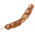 Giant Seed Pod Shaker
